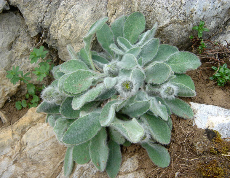 Hieracium villosum en fleurs dans les éboulis calcaires des Picos de Europa